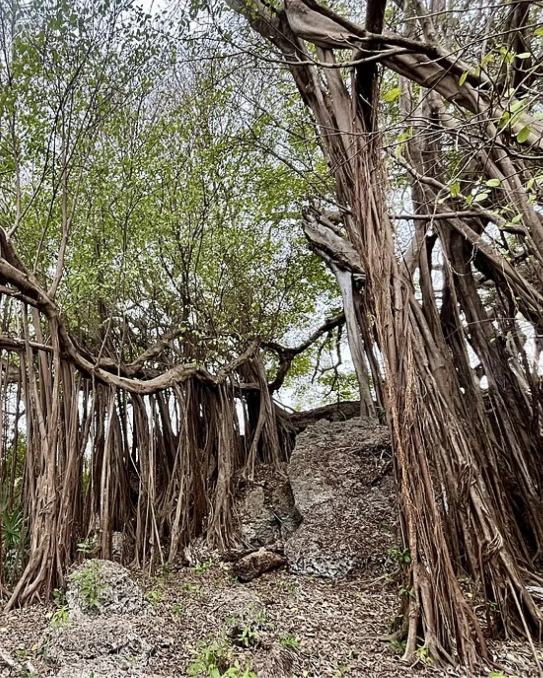 isla-fuerte-15
